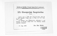 Gloeosporium sanguisorbae image